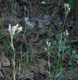 Antennaria dioica. Цветущие растения. Иркутская обл., окр. залива Иркутского вдхр., лес. 08.07.2013.