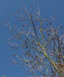 Betula chinensis