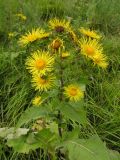 Inula helenium