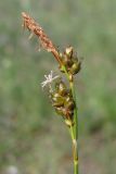 Carex liparocarpos