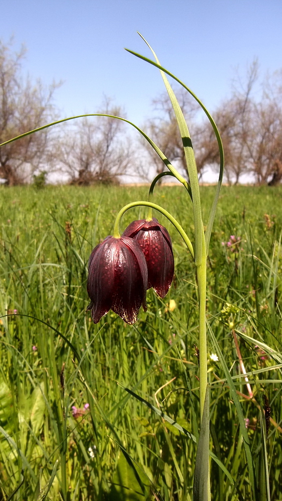 Изображение особи Fritillaria meleagroides.