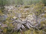 Juniperus niemannii. Очень крупное и старое растение в берёзовом криволесье. Кольский полуостров, лесотундра Восточного Мурмана, окрестности озера Придорожное (109 км Серебрянского шоссе). 19.07.2009.