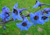 genus Delphinium. Средняя часть поникшего соцветия. Москва, ГБС РАН, участок непрерывного цветения. 09.07.2014.