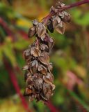 Fagopyrum esculentum. Соплодие. Курская обл., Кореневский р-н, дер. Внезапное, в культуре. 18.08.2014.