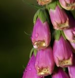 Digitalis purpurea