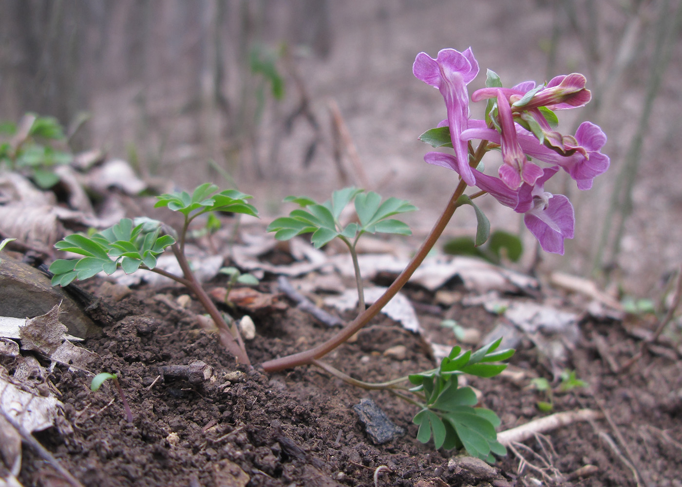 Изображение особи Corydalis caucasica.