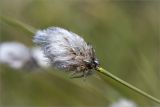 Eriophorum vaginatum