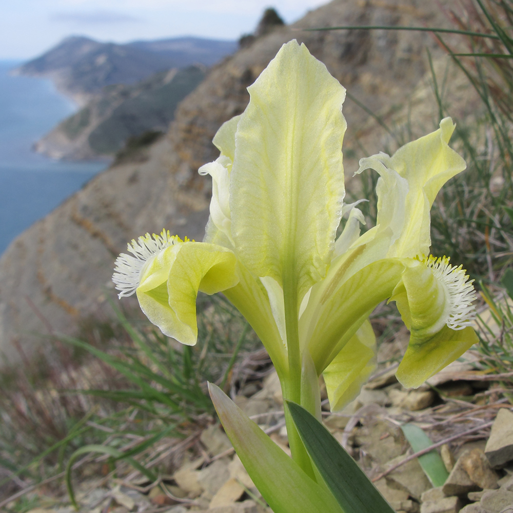 Изображение особи Iris pumila.