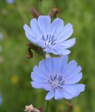 Cichorium intybus