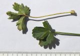 Potentilla gelida