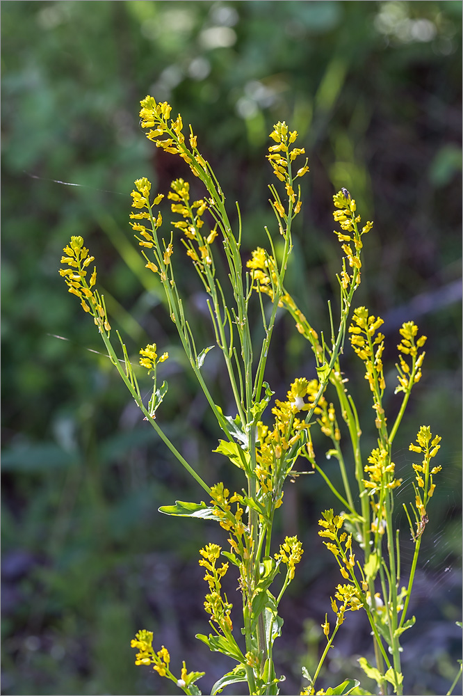 Изображение особи Barbarea stricta.