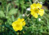 Ranunculus submarginatus