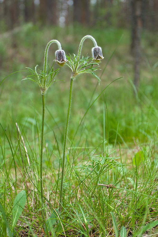 Изображение особи Pulsatilla pratensis.