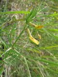 Vicia biebersteinii