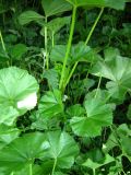 Malva pusilla