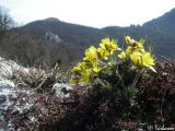 Draba cuspidata