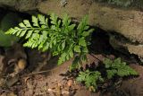 Asplenium adiantum-nigrum. Вайи. Горный Крым, северный склон Ялтинской яйлы, р. Писара. 11.05.2017.