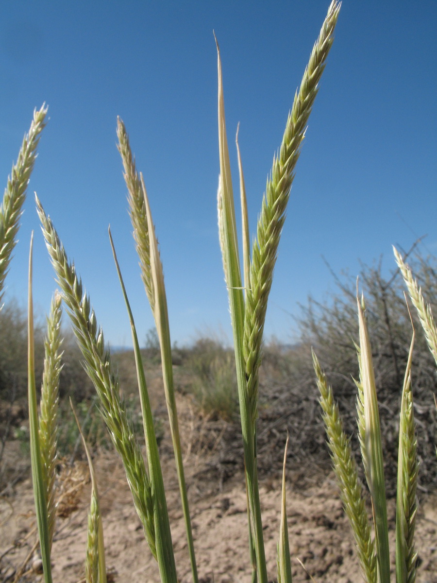 Изображение особи род Elymus.