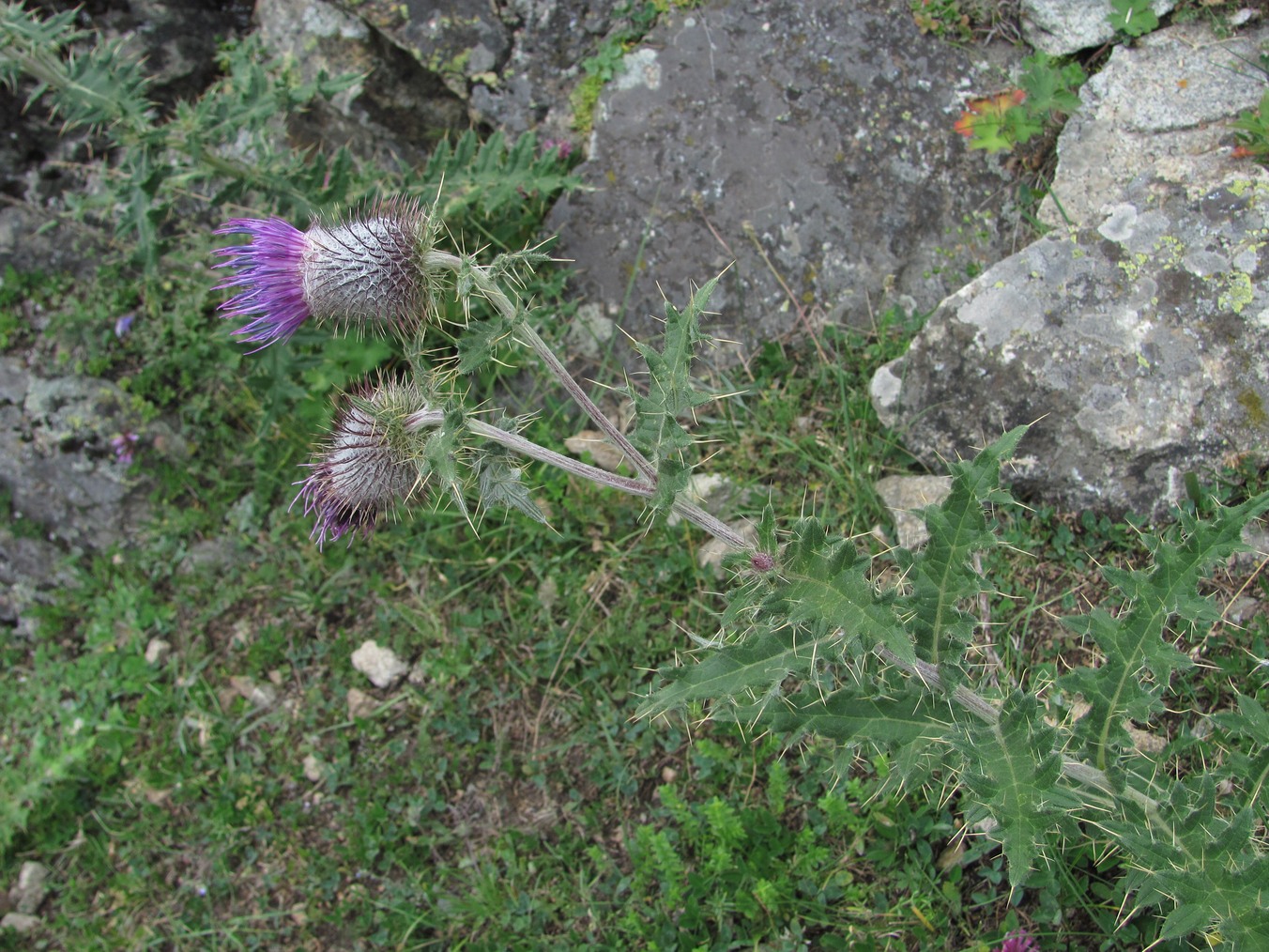 Image of Cirsium erythrolepis specimen.