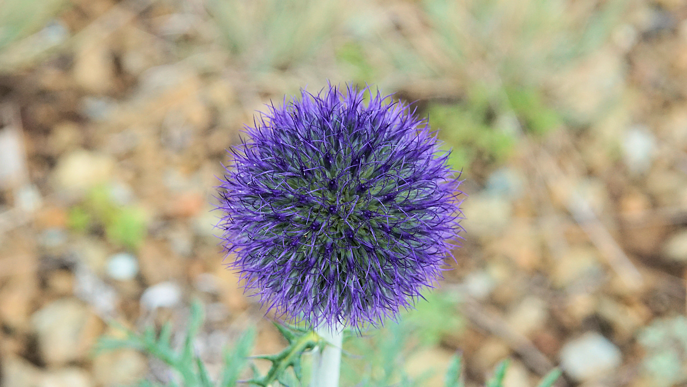 Изображение особи Echinops crispus.