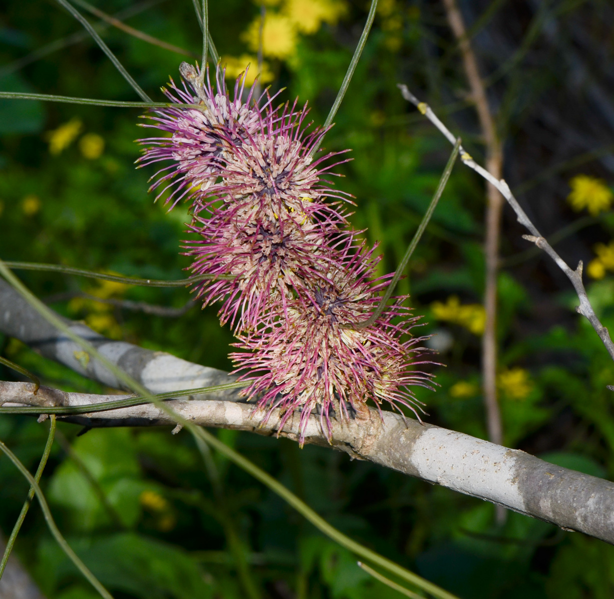 Изображение особи Hakea scoparia.