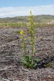 Solidago subspecies lapponica