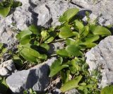 Arisarum vulgare