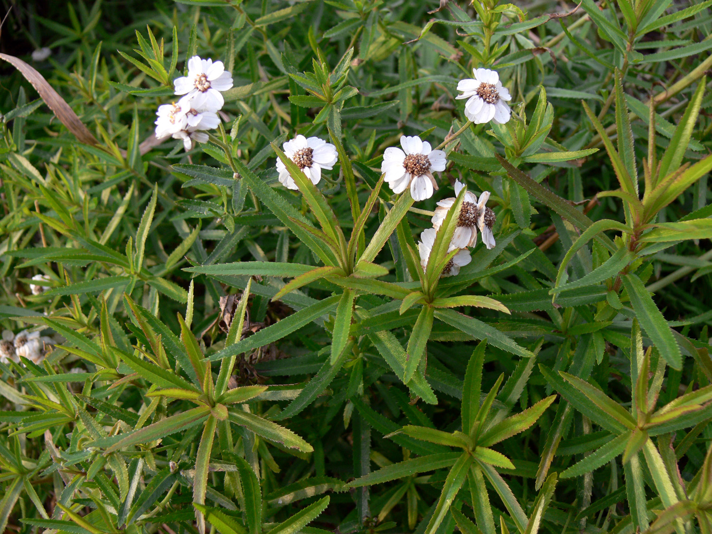 Изображение особи Achillea ptarmica.