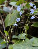 Omphalodes cappadocica