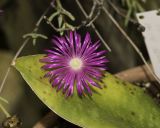 Lampranthus falcatus