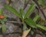 Pyracantha rogersiana