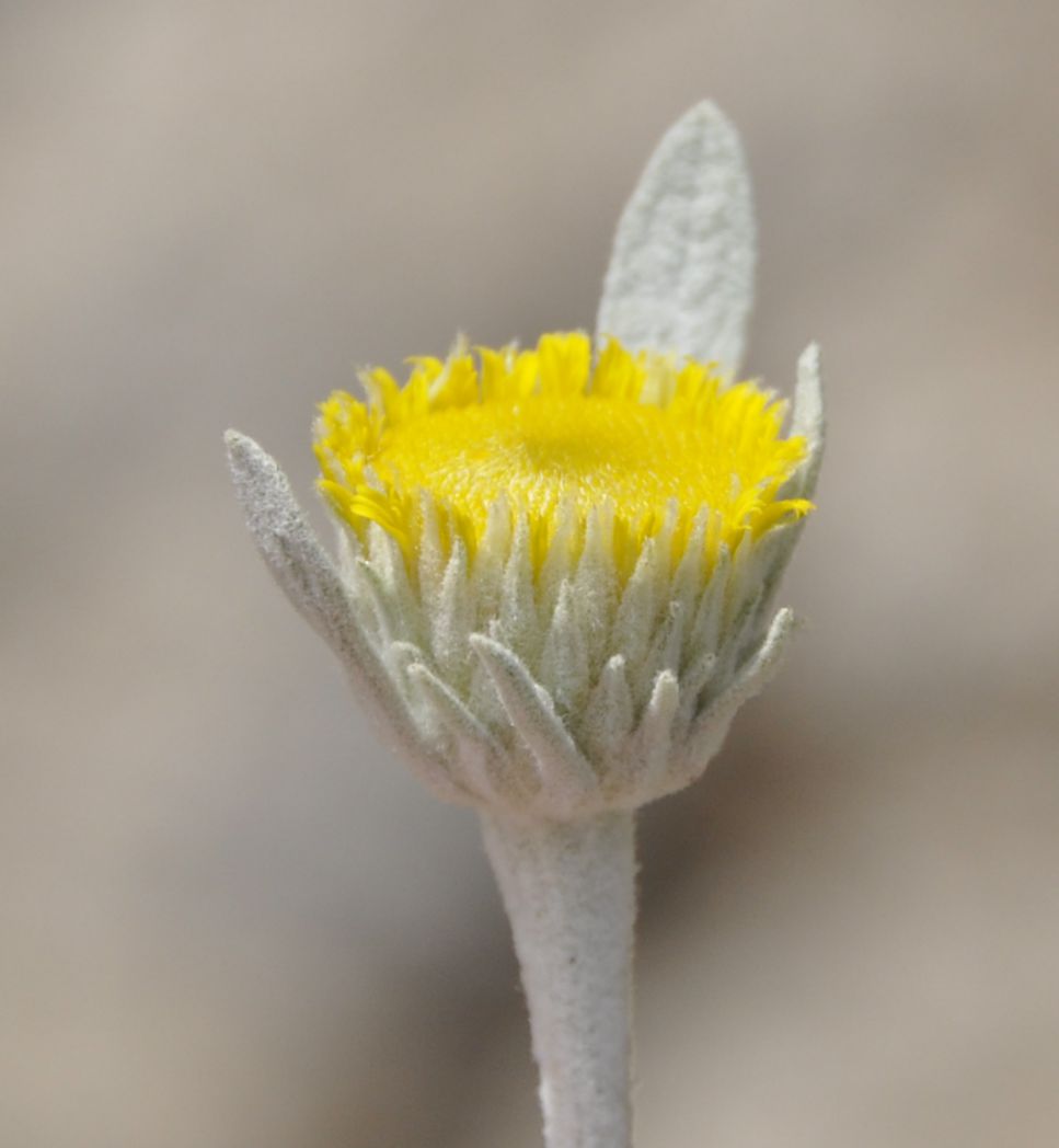 Изображение особи Inula verbascifolia.
