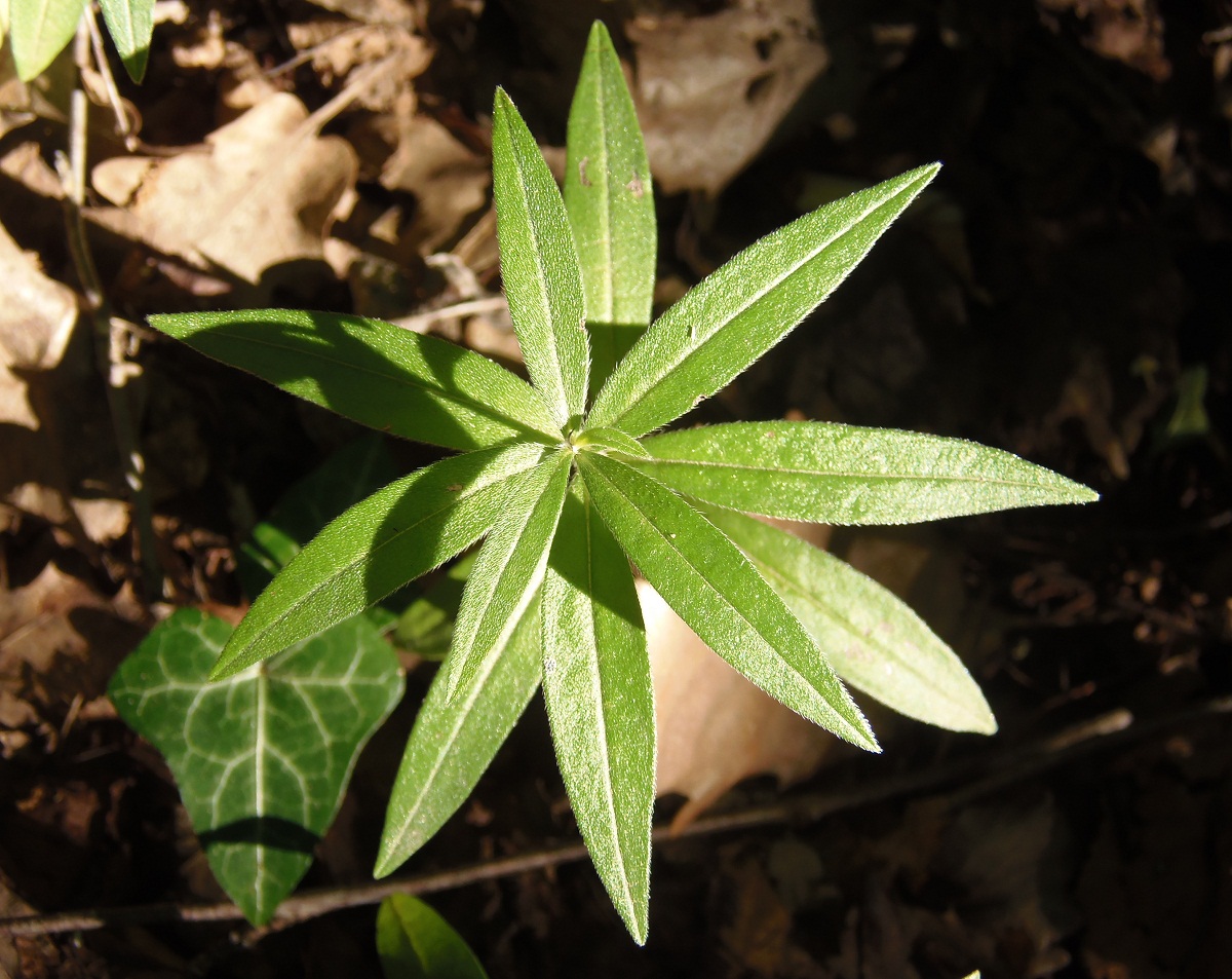 Image of Aegonychon purpureocaeruleum specimen.