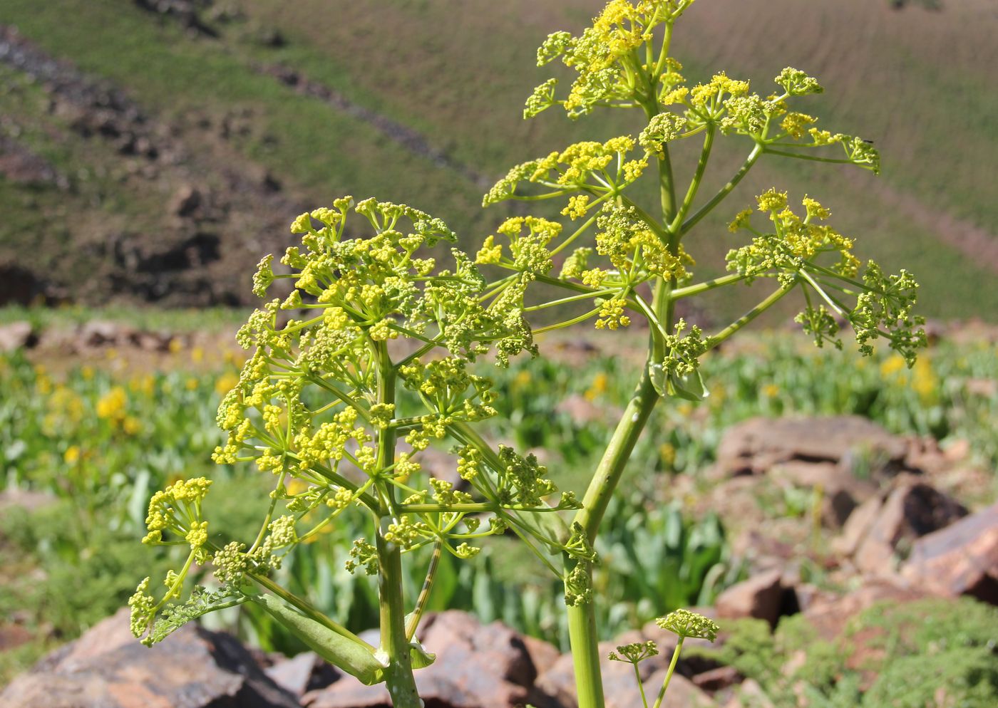 Изображение особи Ferula ferganensis.