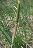 род Typha