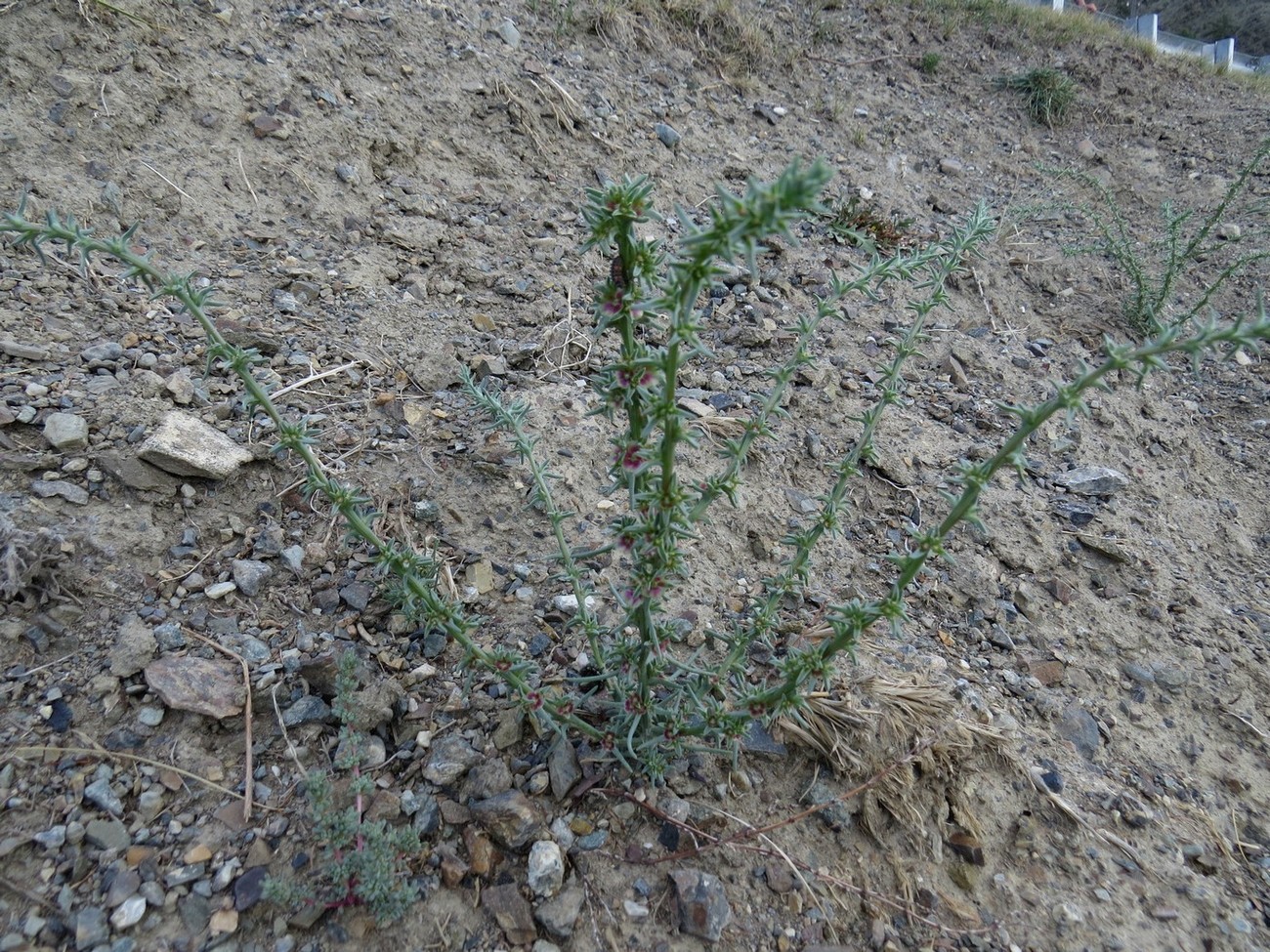 Изображение особи Salsola rosacea.