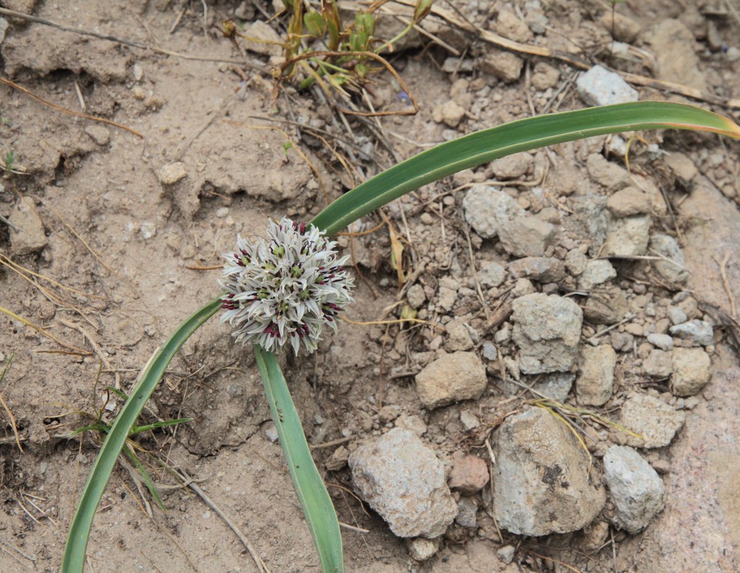 Image of Allium leonidii specimen.