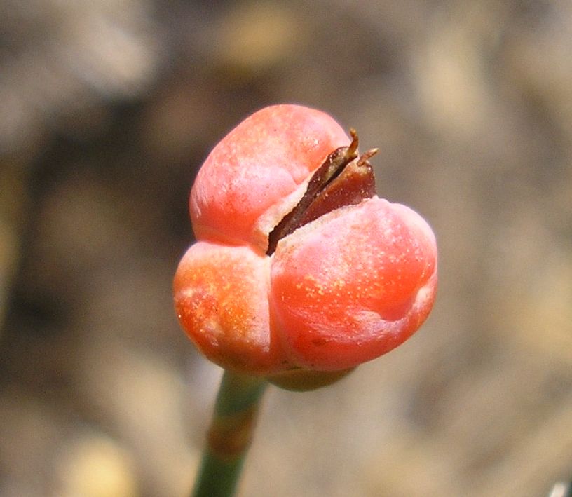 Изображение особи Ephedra distachya.