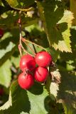 Crataegus submollis. Соплодие и листья. Беларусь, Витебская обл., пос. Езерище, садовый участок, в культуре. 01.10.2018.