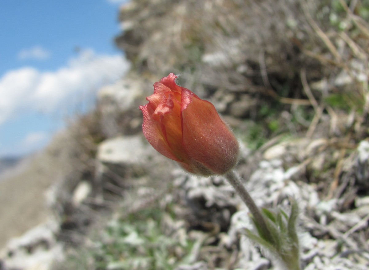 Изображение особи Pulsatilla albana.