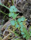 Thalictrum alpinum. Лист. Кабардино-Балкария, Эльбрусский р-н, долина р. Каяртысу, ок. 2600 м н.у.м., замшелая скала. 02.07.2019.