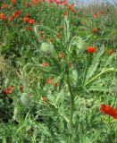 Papaver rhoeas. Верхушка зацветающего растения. Краснодарский край, г. Краснодар, близ ж. д. 17.05.2019.