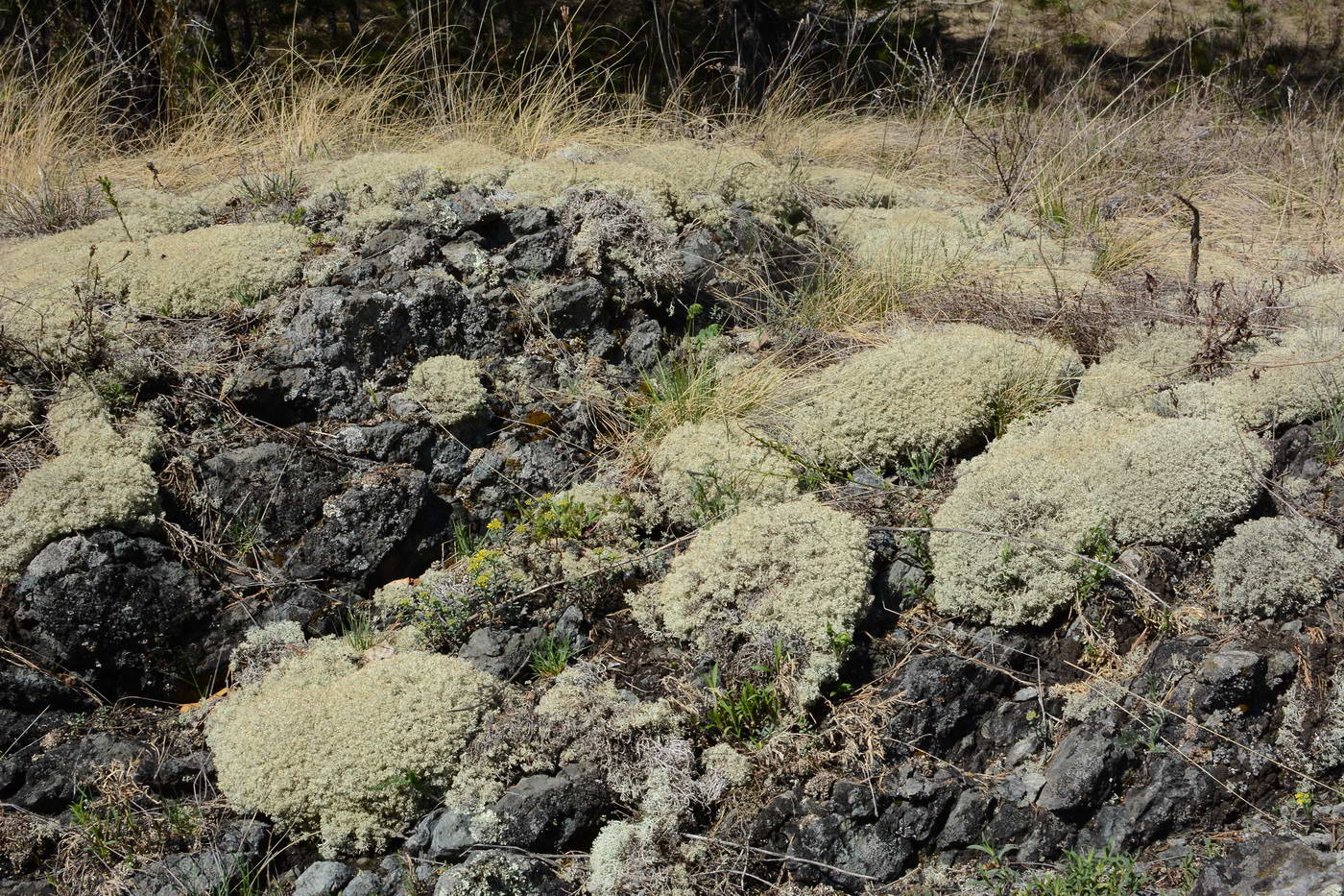 Изображение особи Cladonia rangiferina.