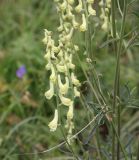 Aconitum barbatum. Соцветие с сидящей мухой. Республика Алтай, Усть-Коксинский р-н, окр. урочища Маральник 3, луг. 28.07.2020.