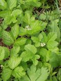 Rubus saxatilis