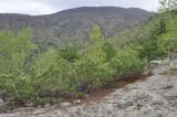 Pinus pumila. Растения с молодыми шишками; позади - деревья Pinus koraiensis (с тёмно-зелёными кронами) и Betula lanata. Приморский край, Лазовский р-н, падь Синегорная, скальный комплекс \"Белый город\", выс. около 500 м н.у.м., смешанный лес. 17.05.2020.