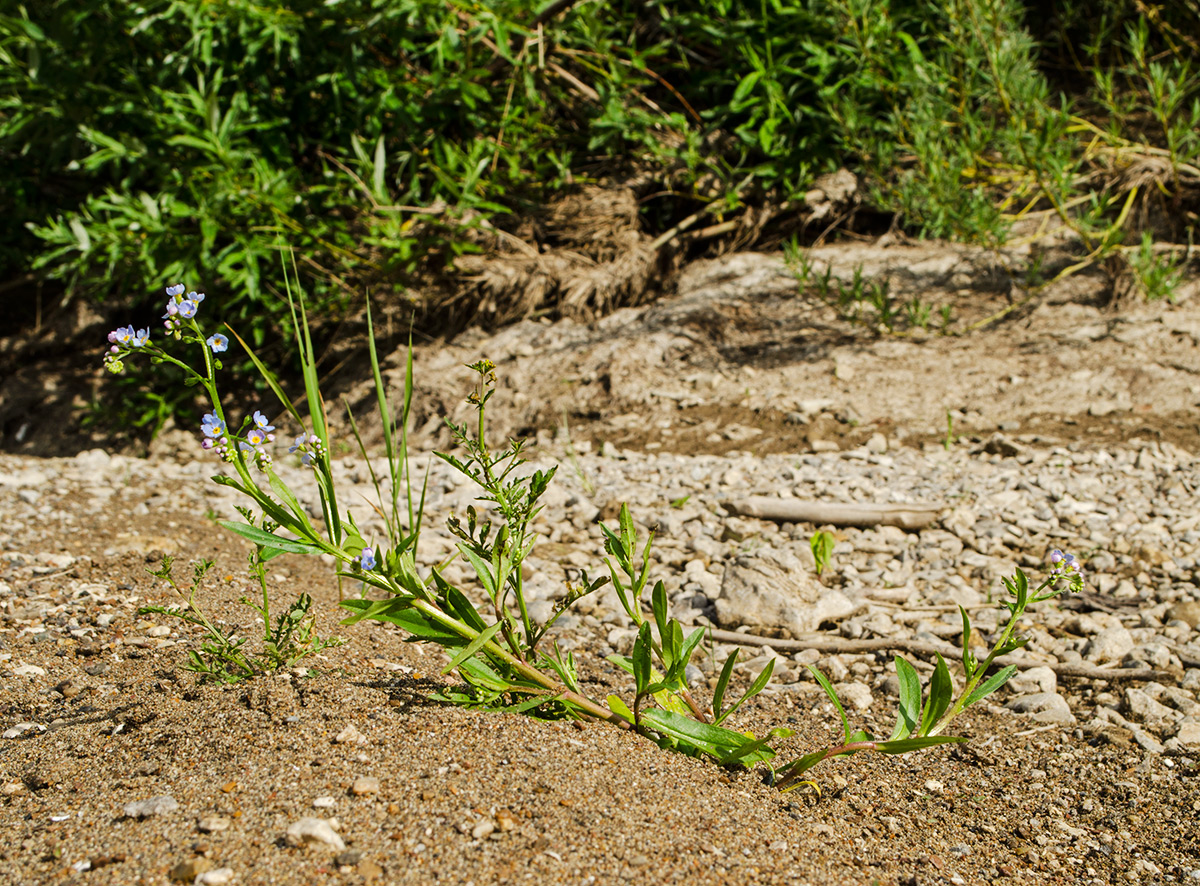 Изображение особи Myosotis palustris.