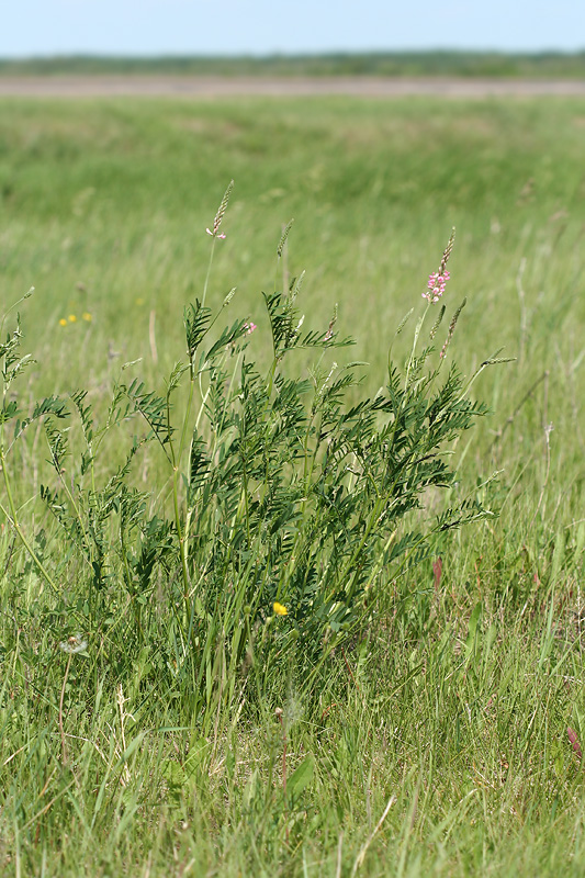 Изображение особи Onobrychis arenaria.