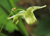 Epimedium koreanum. Соцветие. Приморский край, Хасанский р-н, окр. с. Кравцовка, бассейн р. Грязная, в дубовом лесу. 16.05.2022.