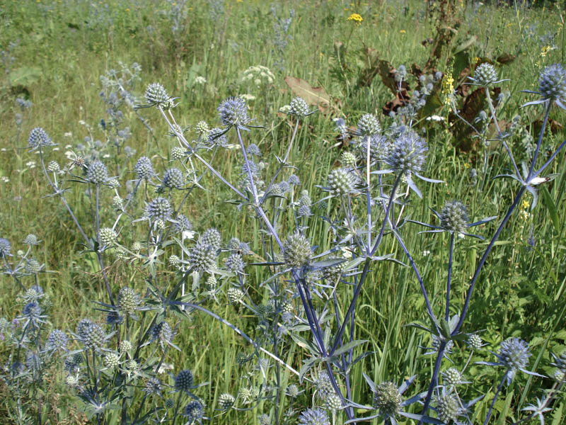 Изображение особи Eryngium planum.